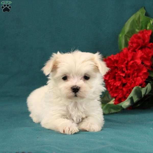 Adora, Maltese Puppy